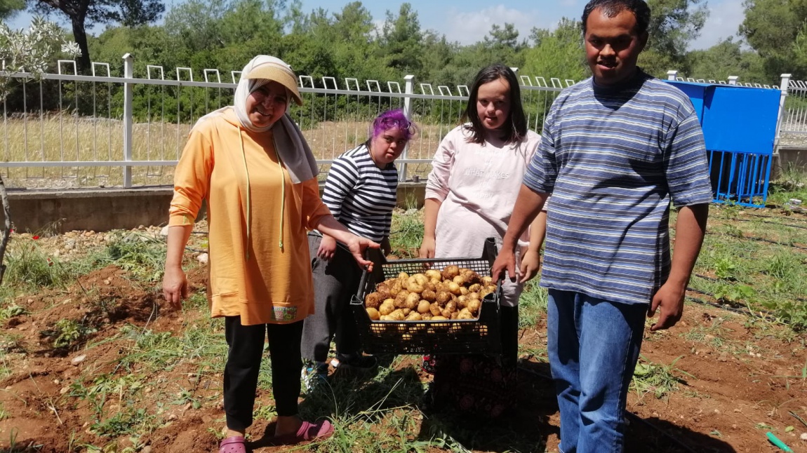 Okulumuzun Bahçesinde Yetiştirdiğimiz Patateslerle Lezzetli Bir Şenlik Düzenlendi